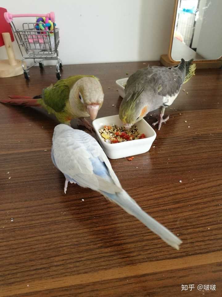 1、虎皮鹦鹉一定要两只一起养吗