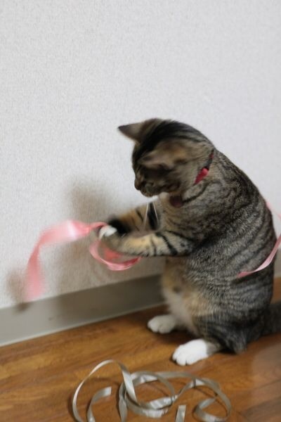 2、养不熟的猫还要继续养下去吗？