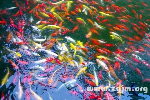 3、已婚女人梦见鱼征兆 有什么寓意