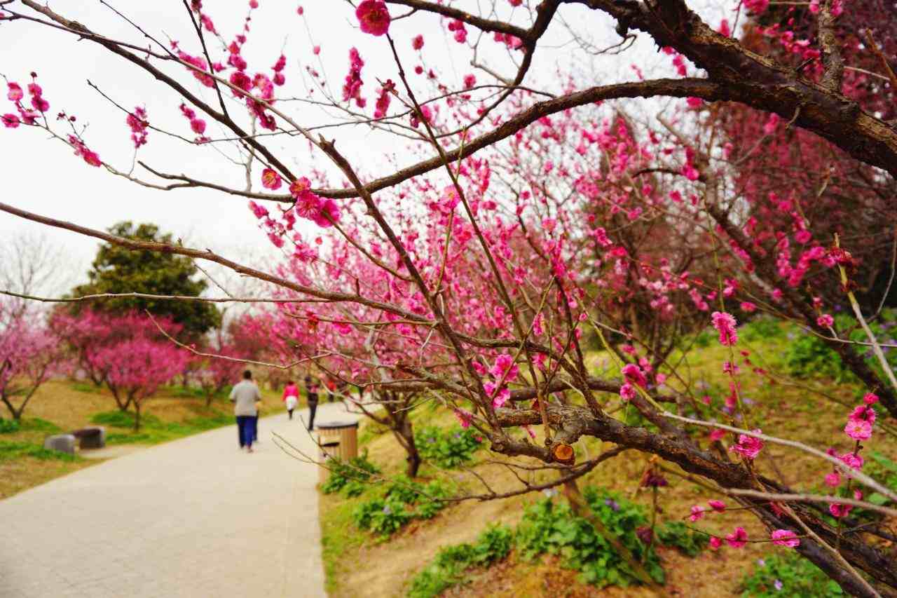 2、漫山遍野红花开一夜之间土变金日出东方照四八西天取经不少它打一个生肖