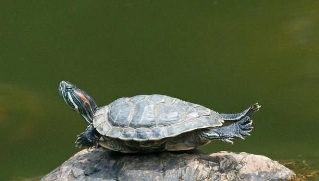 1、为什么乌龟喜欢盯着人看