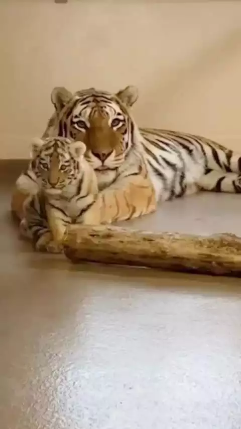 3、虎宝宝取名字**字？