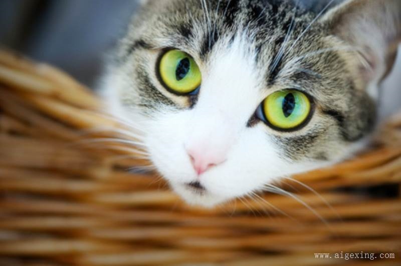 2、关于猫咪的网名，不要号的，**可爱一点。