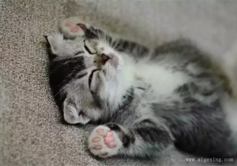 3、关于猫咪的网名