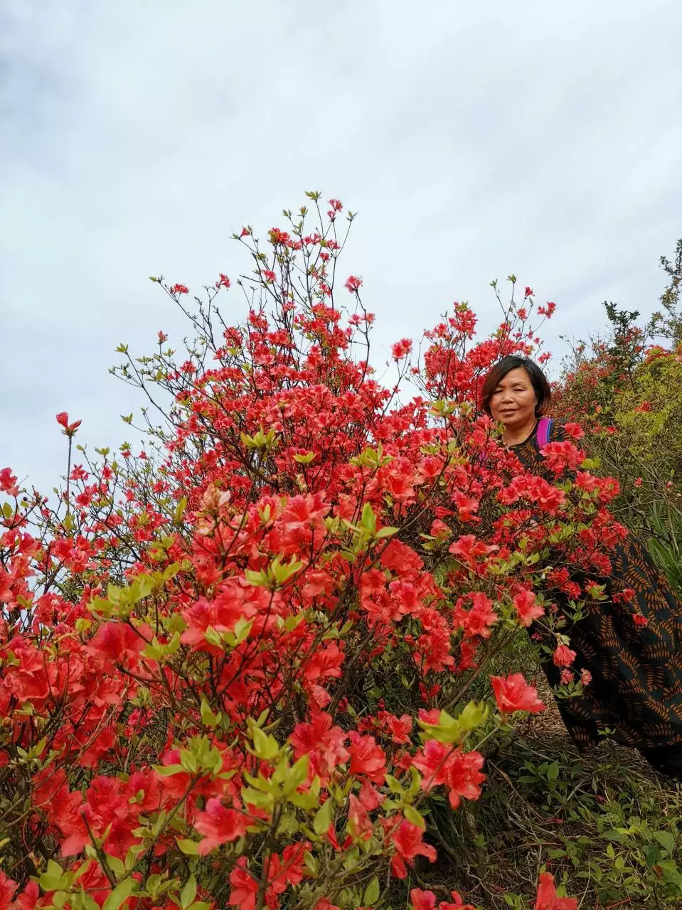 3、满山遍野红花开,一夜之间土变金,日照东方照四方,西天取经不少了猜生肖