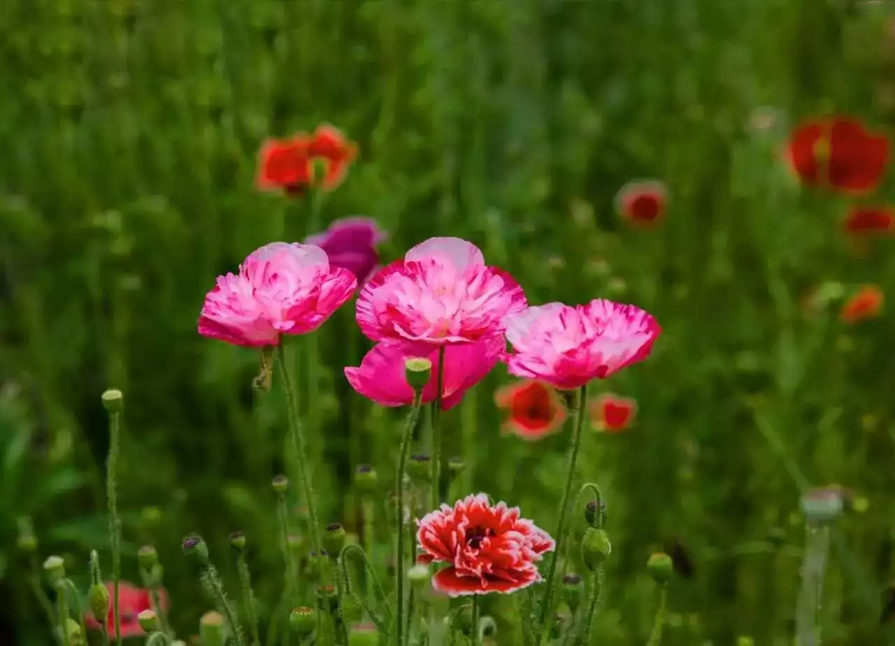 3、十大最吉利的梦梦到自己养的鱼死了大哭？