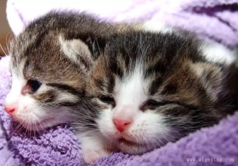 3、求关于猫的网名,可爱一点的。。