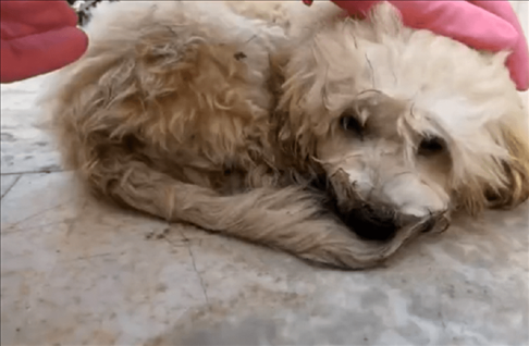 2、我心爱的宠物狗被车撞死了，我好伤心、好难过我恨不得干掉那个车主。我该怎么办我非常愤怒