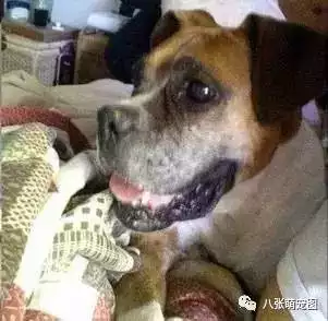 3、家里养小狗经常死了有什么的说法吗？