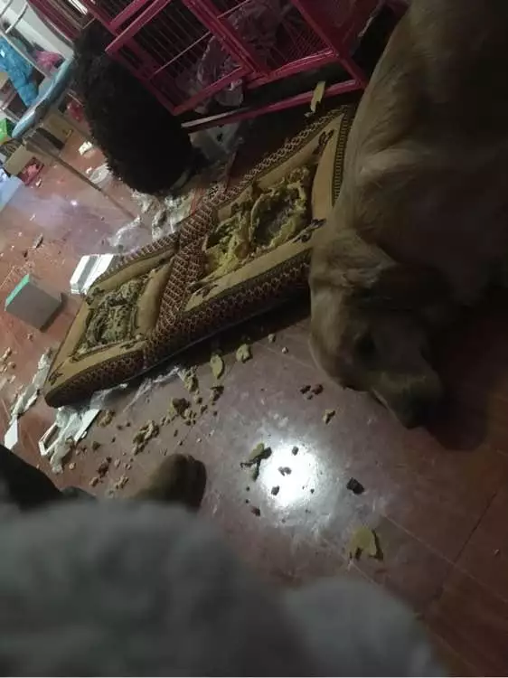 4、家里狗死了预示着什么