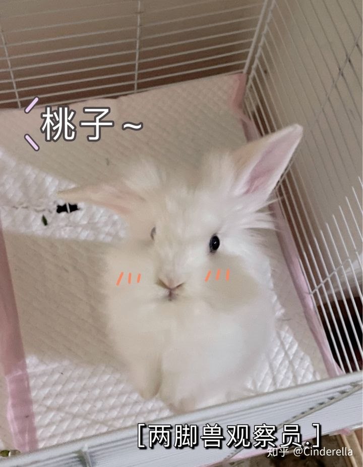 2、男人叫女人小兔兔是什么意思？