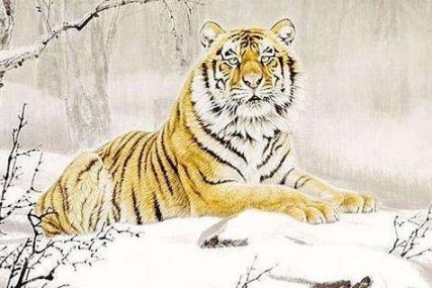 1、年虎本命年的大忌年属虎本命年的禁忌有哪些