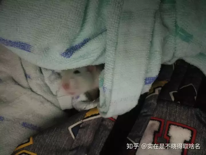 3、老鼠死在床上没有碰到床单被子还要换吗？