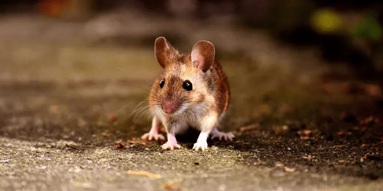 3、十二生肖中那种动物是三只爪?