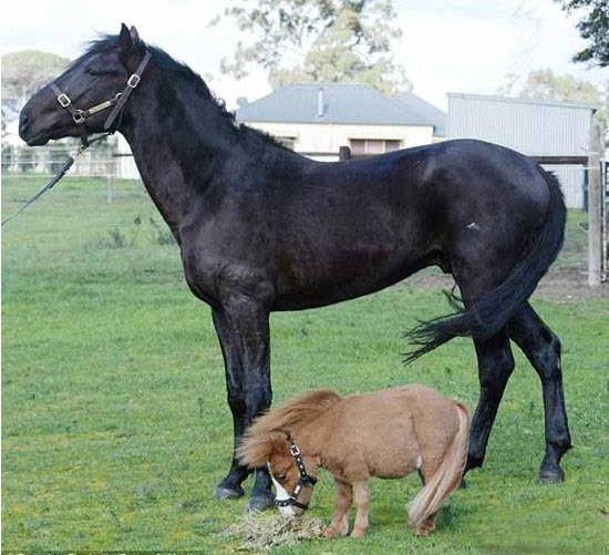 2、马和什么生肖最配马的**配偶是什么生肖