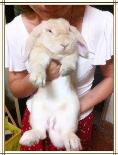 3、为什么男生喜欢摸小兔兔呢