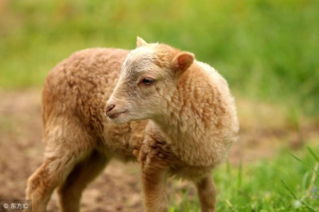 2、女蛇与男羊旺夫吗生肖女蛇男羊会配吗