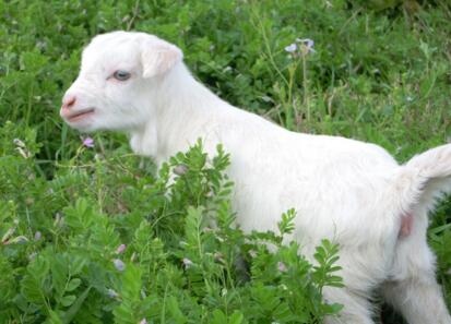 2、两只羊活不长什么意思