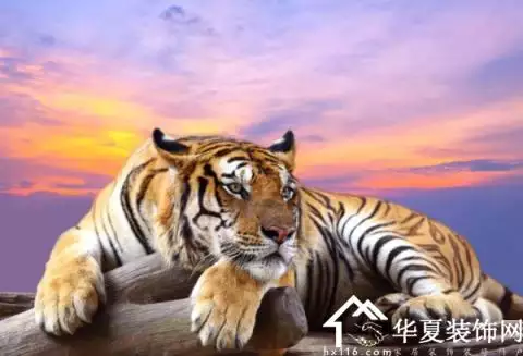 3、属虎男和属蛇女配吗 详细�0�3