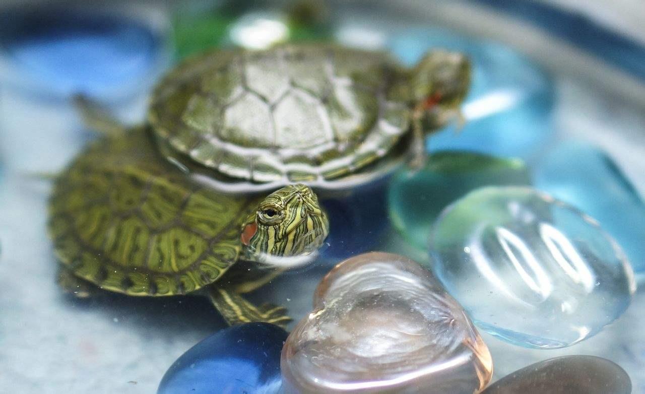 2、养巴西龟需要注意什么吗