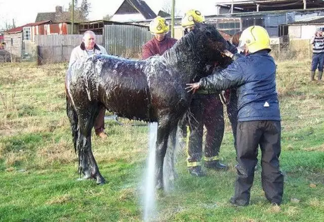 3、各位，拜托啦，找点马的图片及资料啊，9号就要用啊！