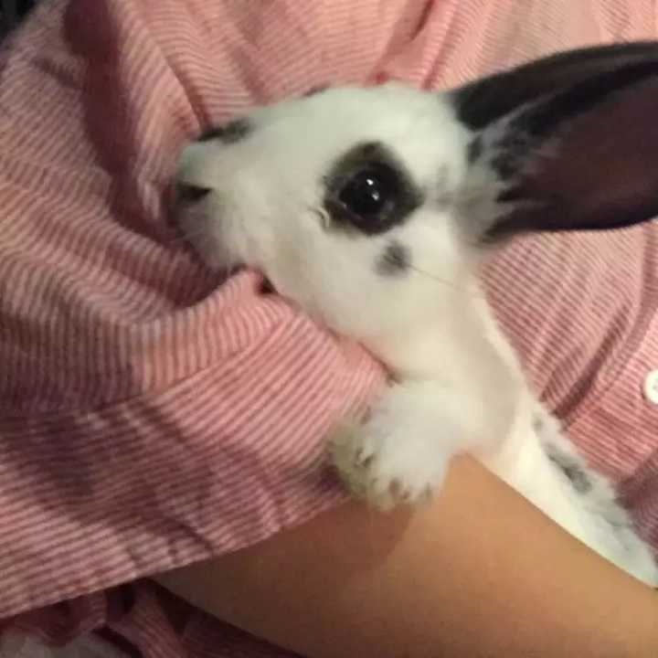 2、怎么饲养一个月大的小兔子