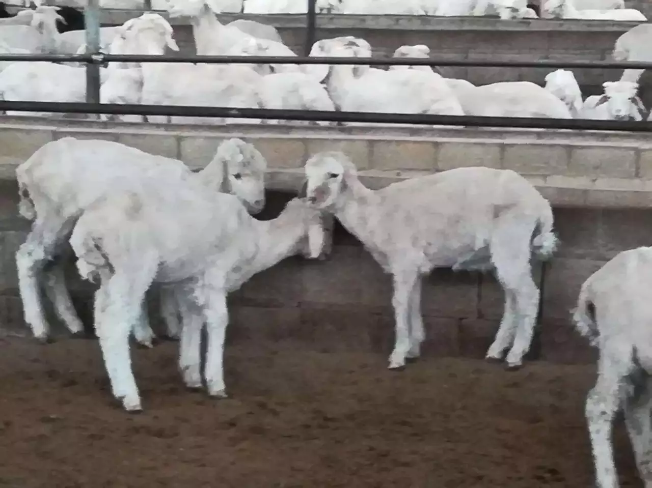 3、老人都说鸡猴不到头.你们怎么看