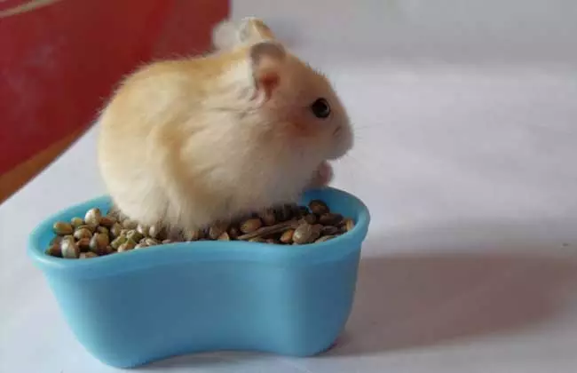 4、属鼠的人养仓鼠好吗？