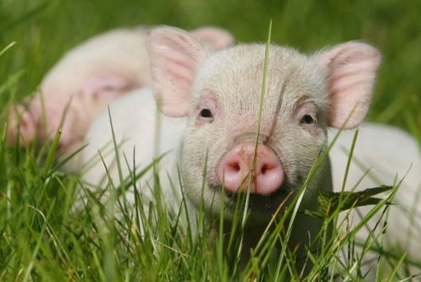 2、14岁的猪坚强已入弥留，两天后就是13周年，它是否能挺过去？