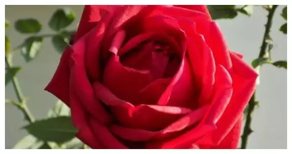 3、年属猴冲太岁怎么化解冲太岁的正确化解方法