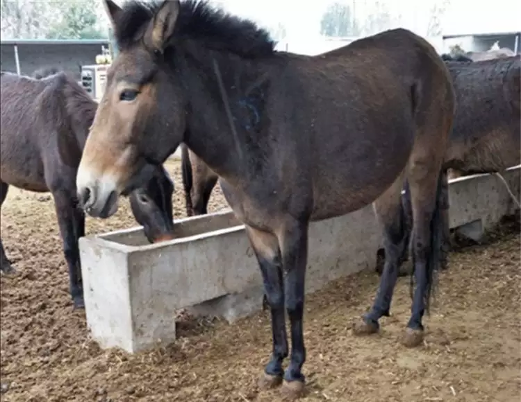 3、马是怎么配对?