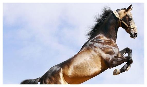 2、生肖马几岁最苦属马人最难熬年龄