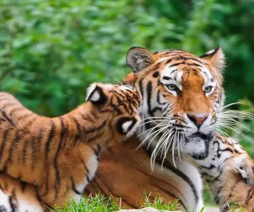 3、74年虎女男77蛇结局女虎出轨了