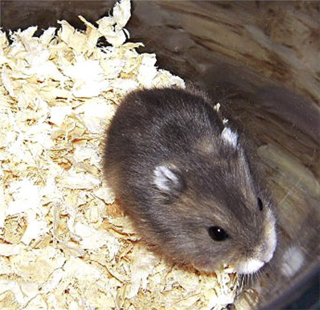 2、哪个生肖不宜养仓鼠