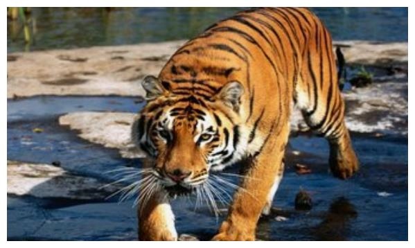 2、74年属虎47岁有一灾?