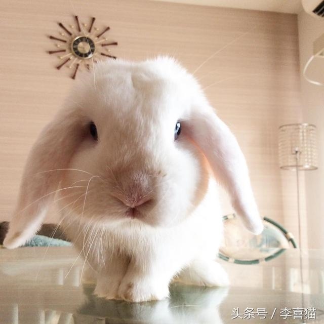 2、一个男说看见女人的小兔兔了都不生气是什么原因？