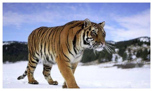 2、74年属虎女今年娘家老爸会去世吗？