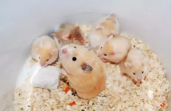 3、想养仓鼠家里有人属马怎么办？