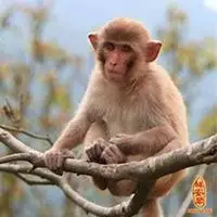 4、属猴微信旺财好运网名年女属猴