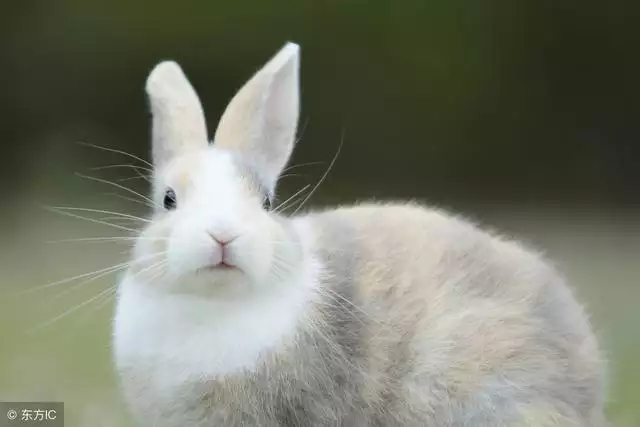 3、87年兔女年运势及运程？