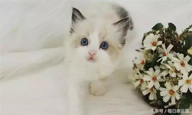 2、十二星座各自最适合养什么宠物?