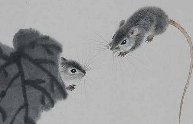 2、84年的鼠今年多大年龄了？