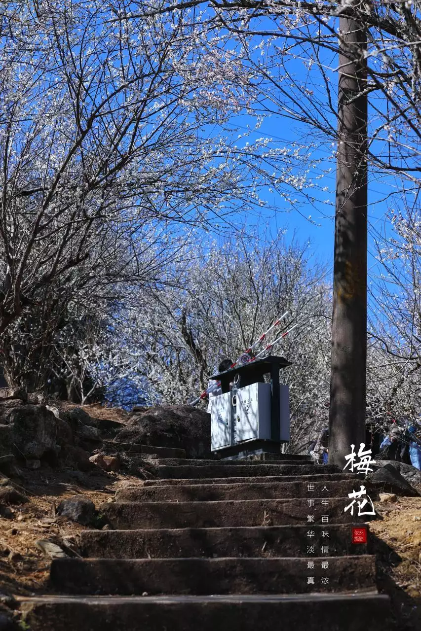 3、梅花三度不失倾国之资的下联