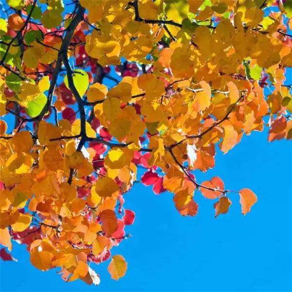 3、年属猪的用什么微信头像好？