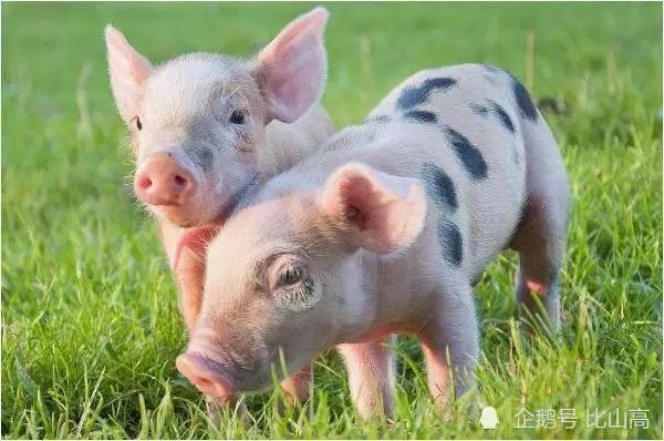 3、71年属猪女的姻缘和命运年属猪女人一生婚姻运势