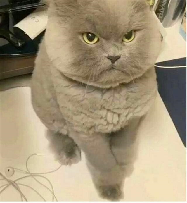 2、猫喜欢人的表现和猫讨厌人的表现有哪些