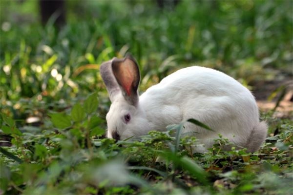 2、属兔的几月出生**命