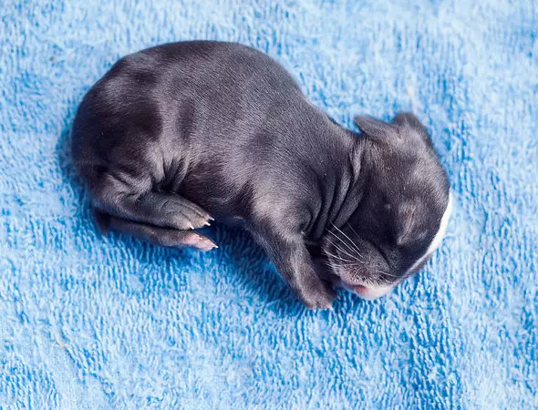 4、年生兔宝宝好不好