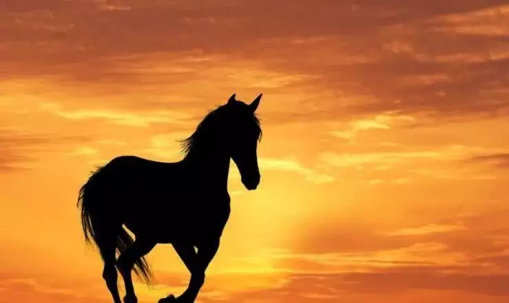 4、女属虎和男属马婚姻好吗？