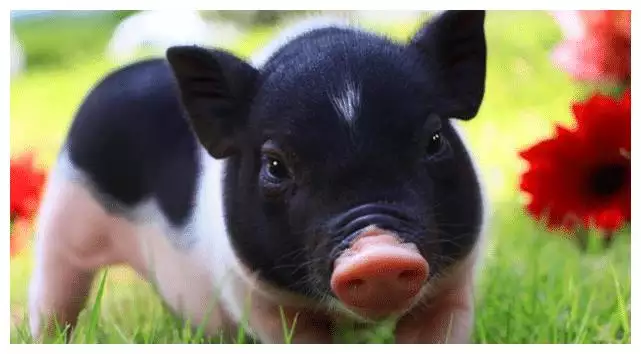 3、冲锋陷阵的生肖是什么